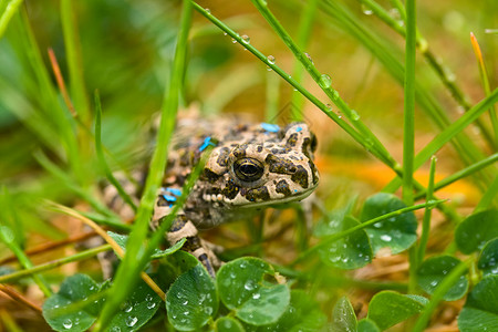 草地里的青蛙眼球动物生态宏观花园绿色动物群野生动物黄色王子生活高清图片素材