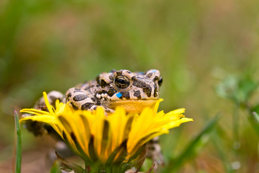 花朵上的青蛙蟾蜍宏观眼睛王子眼球花园生物学生活脚趾动物群图片