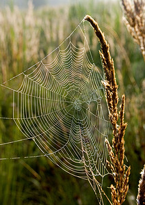清晨美丽的蜘蛛网光环风光天气阳光气象水滴田园蛛网宏观背景图片