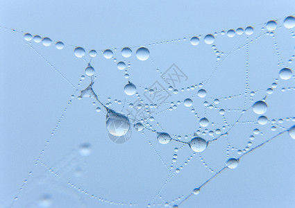 蜘蛛网 上面有清晨露水天气蛛网宏观阳光田园风光气象水滴光环背景图片