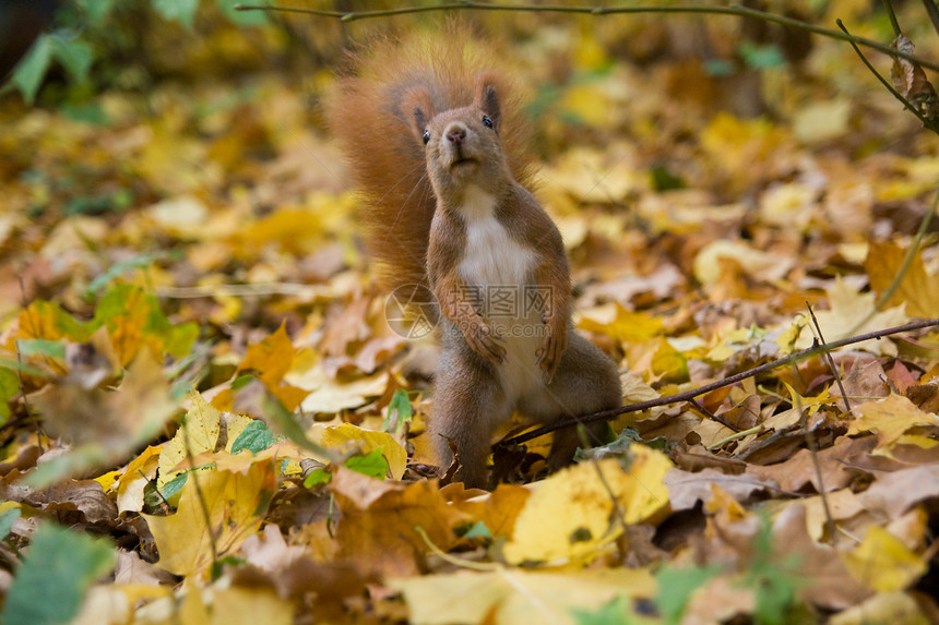 红欧亚松鼠环境好奇心木头荒野爪子森林生活动物公园生物图片