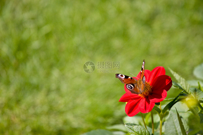 花朵上的蝴蝶宏观植物生活花瓣昆虫美丽花园荒野翅膀橙子图片