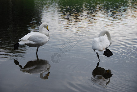两只天鹅一对白天鹅 站在浅水中 反射背景