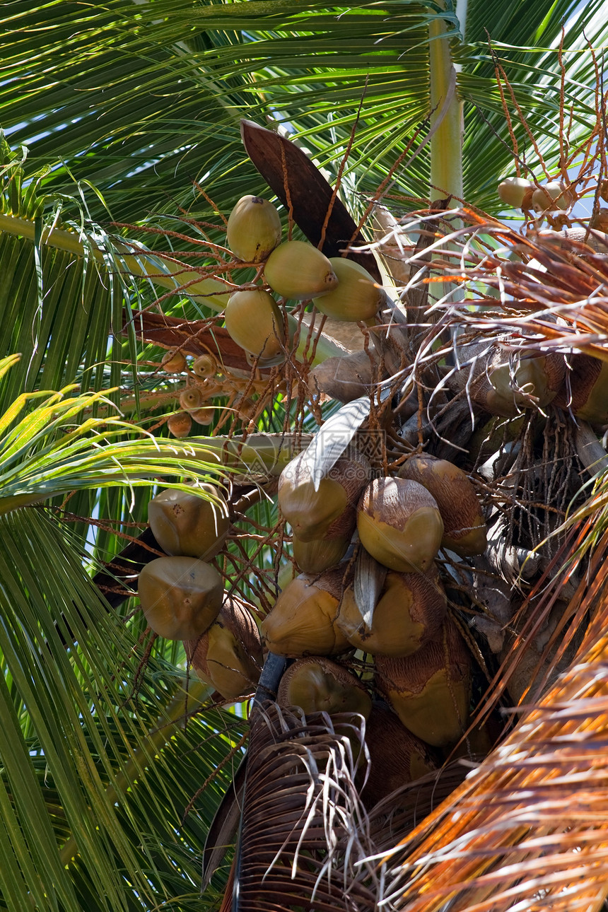 热带棕榈树气候异国树干海岸树叶情调植物旅行海滩假期图片