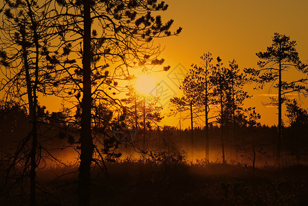 金色早晨薄雾太阳荒野树木背景图片