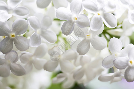白紫色的花朵芳香花序白色植物学季节性香水花瓣宏观香味植物背景图片