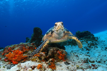 墨西哥科祖梅尔的霍克斯比海龟背景图片