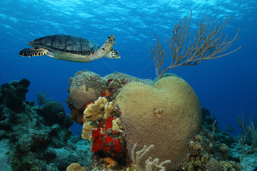Hawksbill 海龟和脑珊瑚     墨西哥科苏梅尔图片