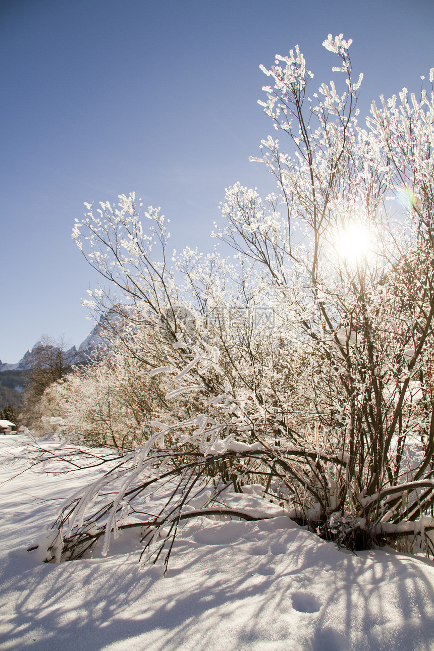 山雪中灌木丛图片