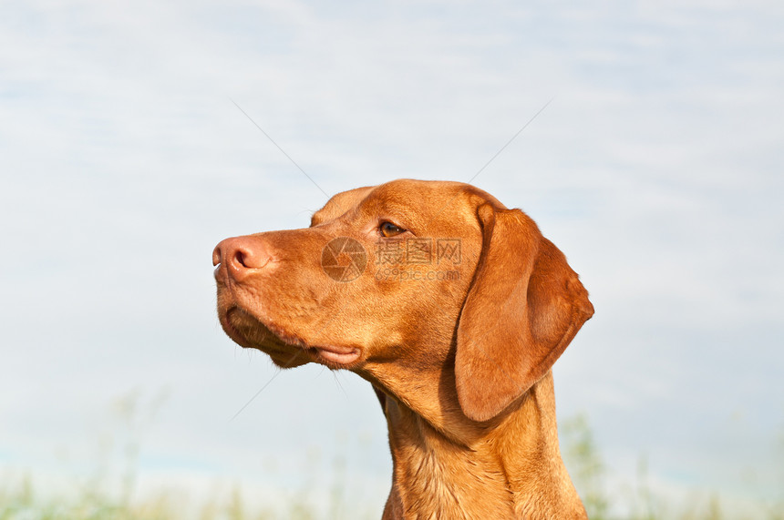 Vizsla Dog 匈牙利指针 特写猎犬天空犬类水平阳光宠物棕色动物图片
