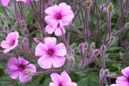 紫色鲜花植物红色花朵花园背景图片