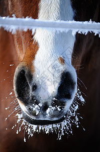 雪马冰冻的马鼻背景