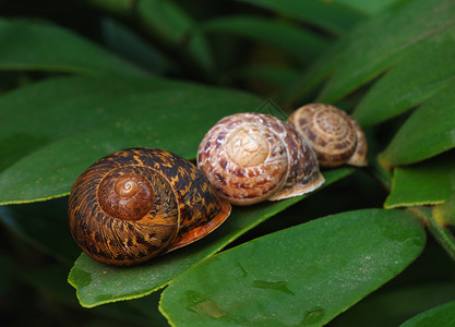 蜗牛植物叶子上3个钉背景