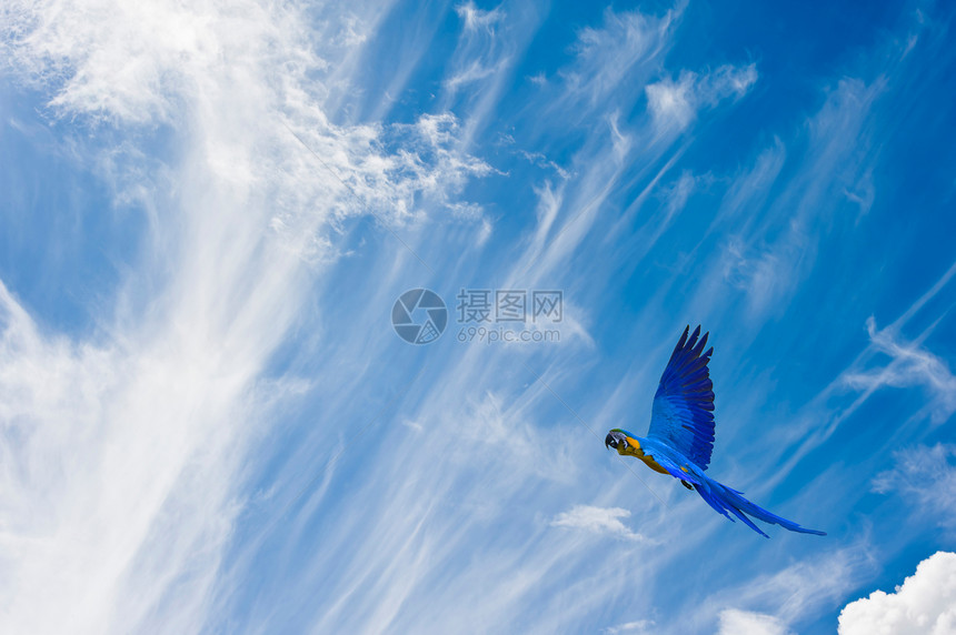 野鸟在鲜花中赋予自由概念 对抗生动的蓝SK图片