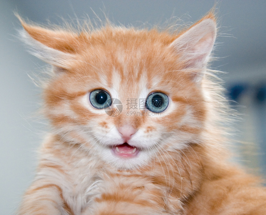 蓝眼睛的橙色可爱小猫动物猎人橙子家庭哺乳动物乐趣宠物猫科动物爪子蓝色图片