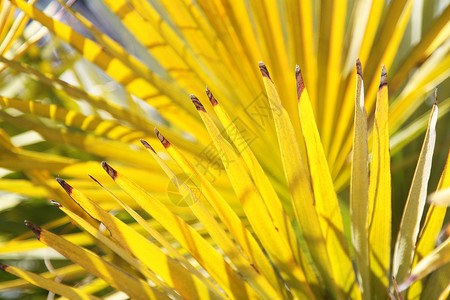 青黄棕棕树叶阳光宏观热带棕榈环境晴天植物群线条黄色条纹背景图片