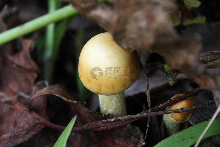 枯叶中的黄蘑菇图片