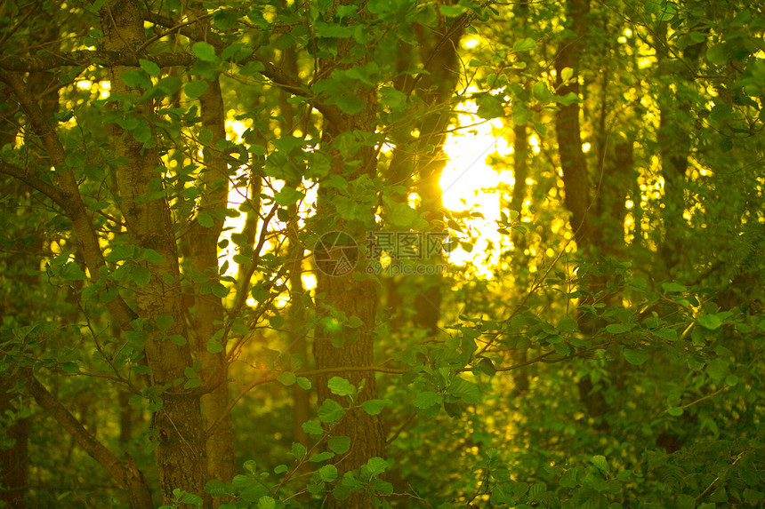 太阳光束树叶绿色日落黄色阳光森林树木日志图片