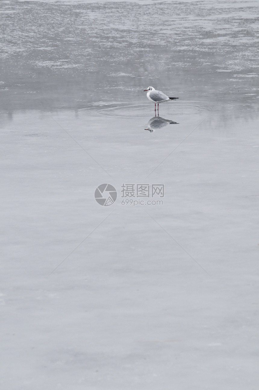 冬季冰冻湖上的海鸥图片