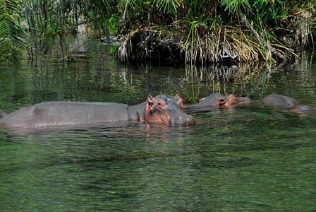 河马哺乳动物动物储备背景图片