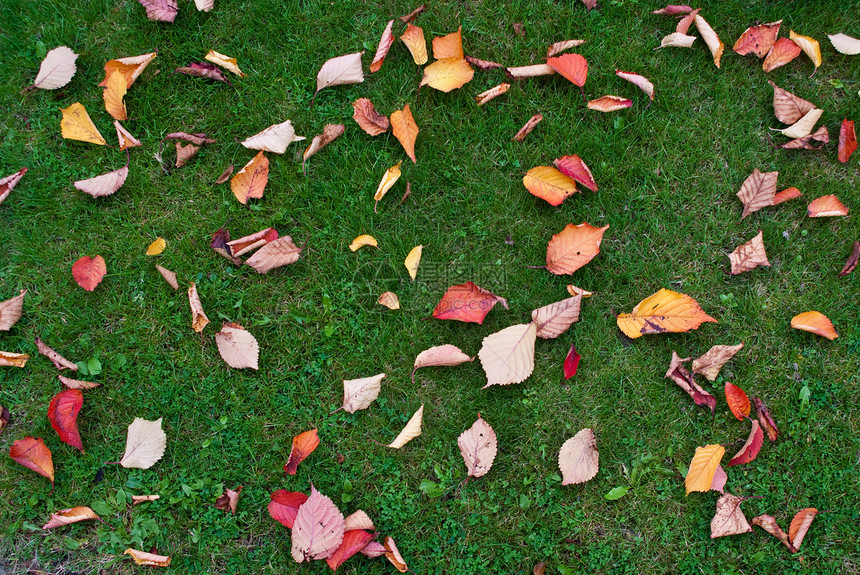 秋余假植物棕色绿色红色叶子图片