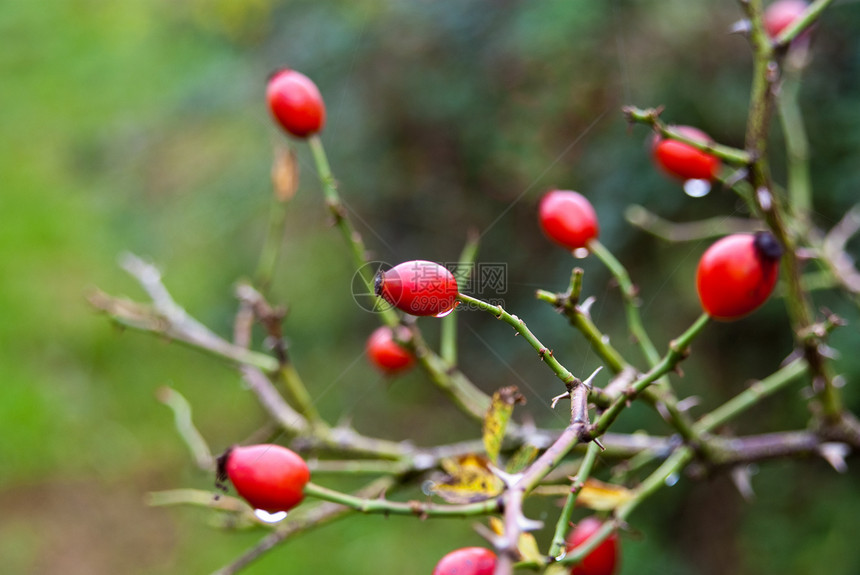 红莓果植物浆果棕色红色绿色叶子图片