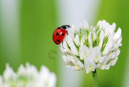立体虫红色白色绿色昆虫瓢虫斑点小动物飞行背景图片
