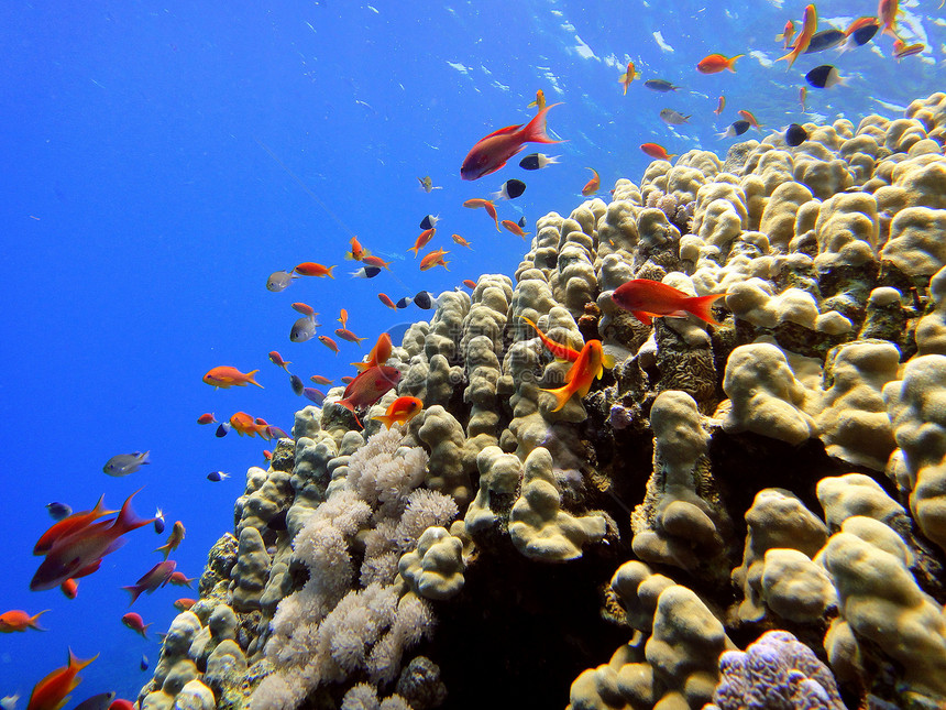 红海红鱼红色珊瑚图片