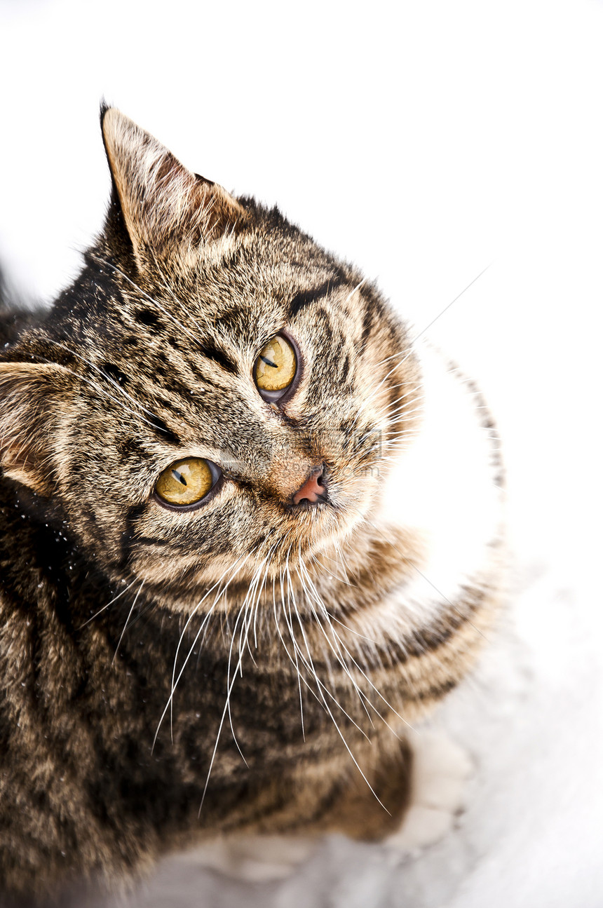 雪中猫耳朵灰色白色猫咪宠物动物环境眼睛日光图片