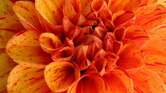圣弗朗西斯科的橙花背景图片
