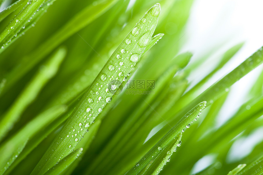 湿草生态植物群淋浴场地季节草地叶子水滴水分花园图片