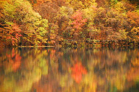 秋季反思红色树叶反射叶子镜像绿色观光水池背景图片