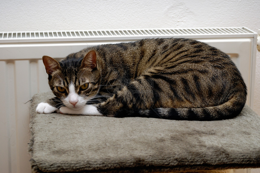 在加热器上放松的猫温度温暖季节金属房间猫科动物季节性散热器活力睡眠图片