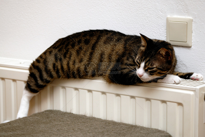 在加热器上放松的猫温暖季节季节性散热器猫科动物房间金属睡眠温度活力图片