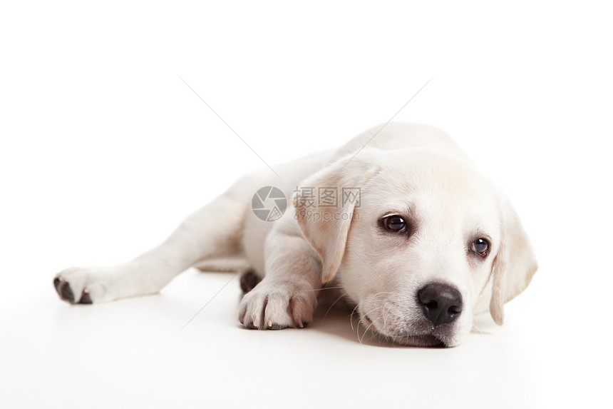 拉布拉多婴儿奶油白色朋友犬类褐色动物哺乳动物宠物工作室说谎图片