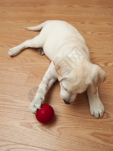 红色的玩具球拉布拉多狗玩游戏动物宠物婴儿犬类奶油哺乳动物猎犬朋友说谎玩具背景