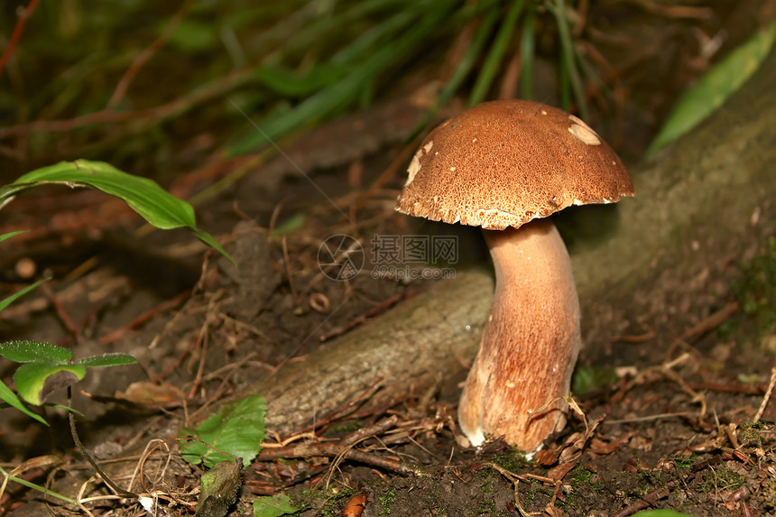 自然环境中的蘑菇布料(II)图片