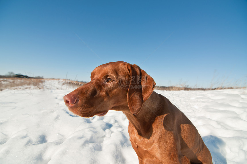 Vizsla Dog坐在雪地冬田里照片指针场地水平棕色犬类哺乳动物宠物图片