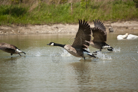 加拿大  黄金起飞  公司鸟类野生动物黑雁飞行水禽翅膀池塘水面水平照片背景图片