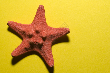 五指海洋生物学海滩黄色海岸线红色旅行海星水族馆星星背景图片