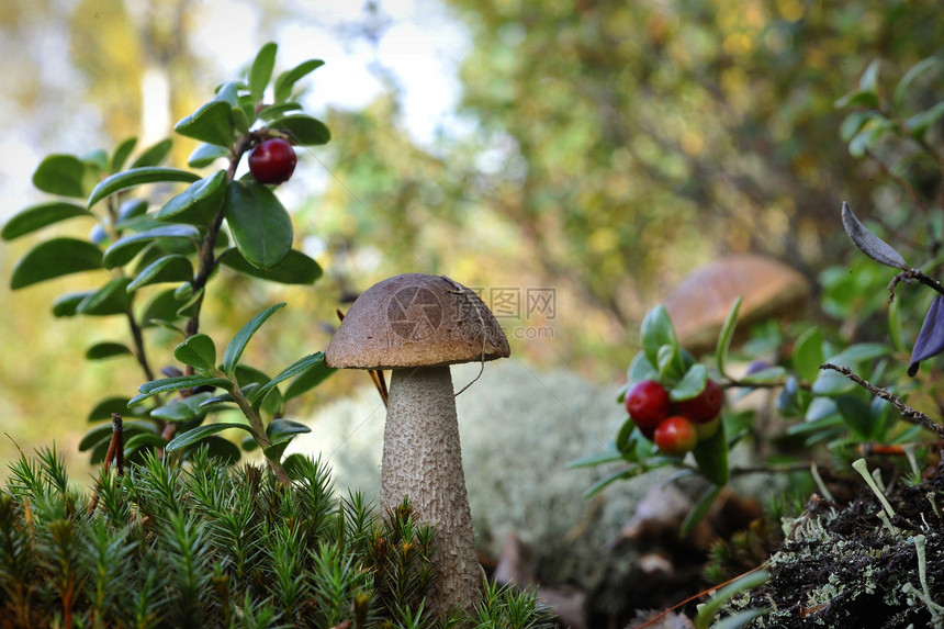 蘑菇 树枝蘑菇和牛莓桦木植物蔬菜水果饮食荒野营养宏观叶子森林图片
