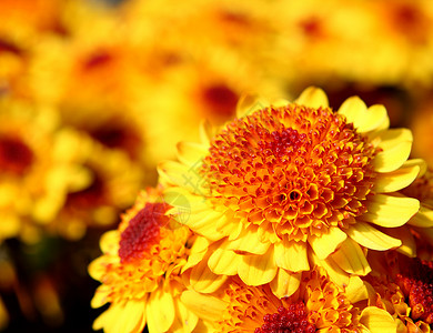 黄黄色花朵花粉植物学晴天雄蕊植物种子灌木花园树叶植物群春天高清图片素材