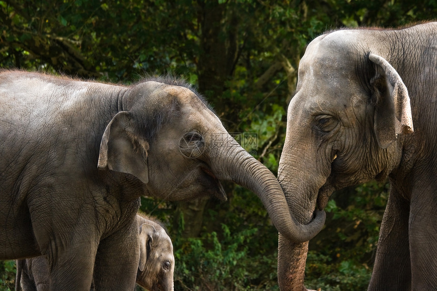 两只女性亚洲大象 玩得开心图片