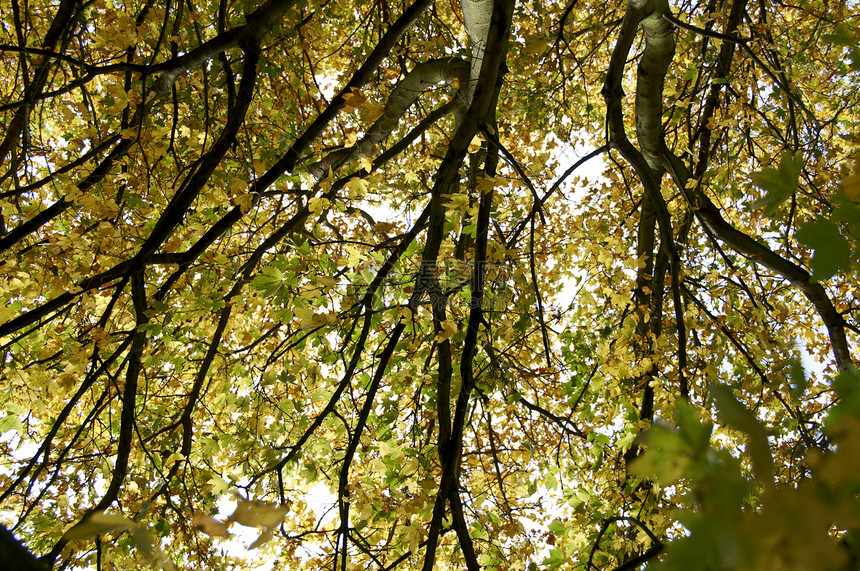 秋叶红色绿色季节森林植物群场景树叶黄色植物学叶子图片