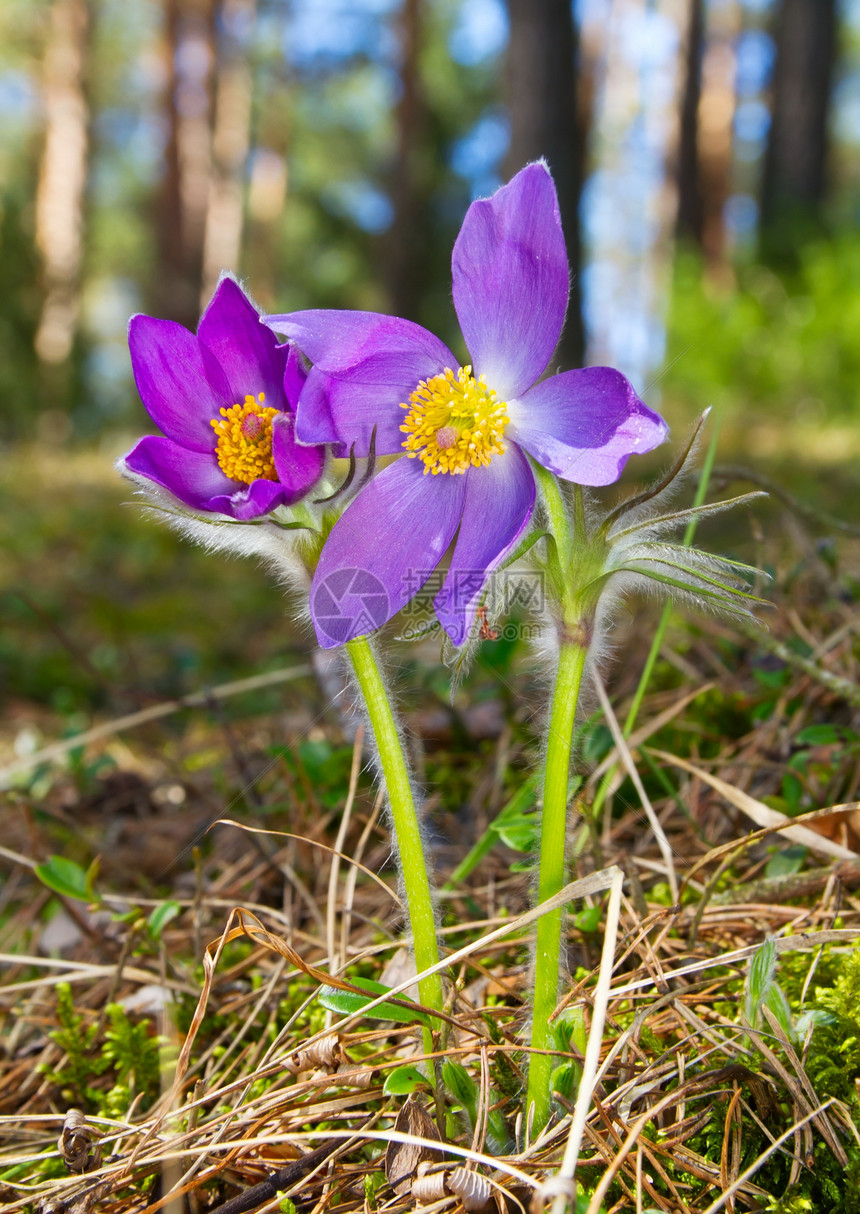 春花叶子森林植物红花场景花瓣蓝色问候语紫色绿色图片