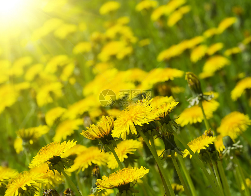 dandelion 字段太阳蓝色花朵植物农业土地生长杂草场景季节图片