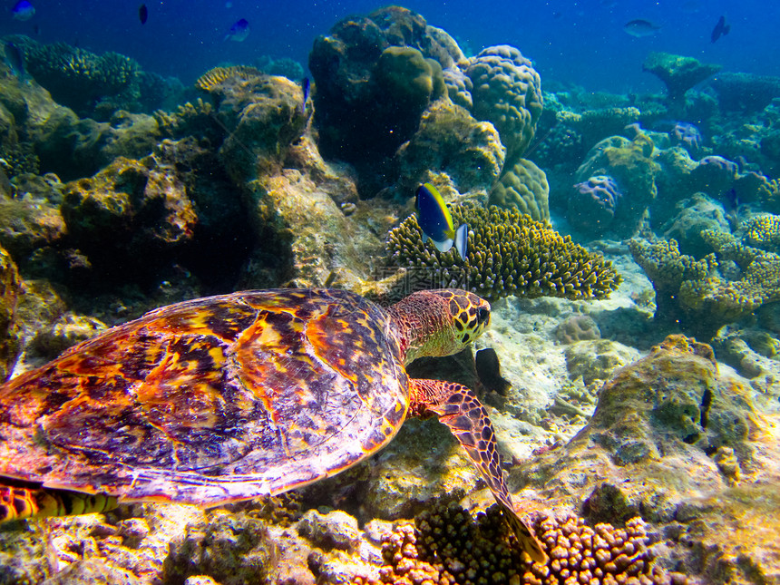 乌龟像飞翔一样游泳海洋潜水生活玳瑁野生动物气候热带旅行荒野濒危图片