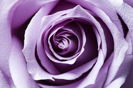 刚刚打开紫玫瑰封装 有横向照明粉色玫瑰香水宏观紫色背景图片