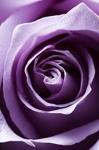 刚刚打开紫玫瑰封装 有横向照明紫色玫瑰香水粉色宏观背景图片