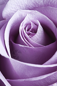刚刚打开紫玫瑰封装 有横向照明紫色香水粉色玫瑰宏观背景图片